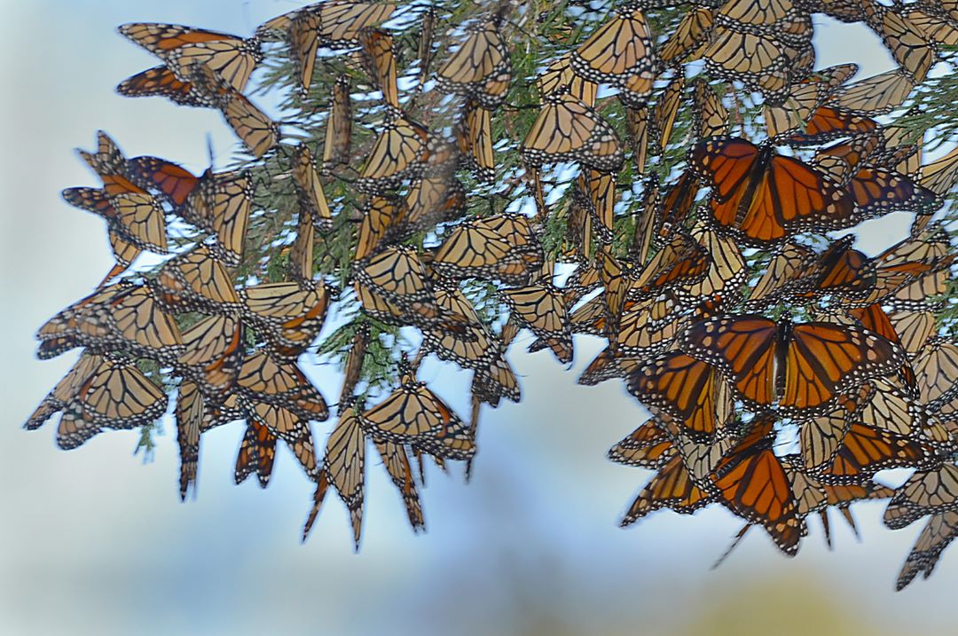 Бабочек легкая стая. Бабочка Монарх бабочковое дерево. Бабочка Монарх зимовка. Биосферный заповедник бабочки Монарх. Бабочка Монарх Бражник.